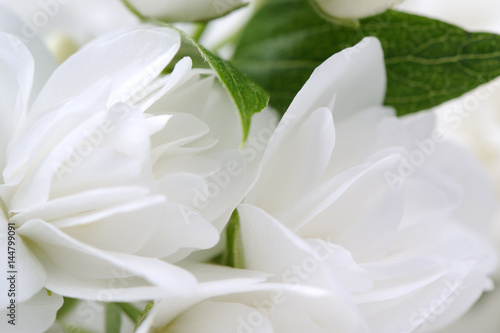 White Jasmine Flowers Macro