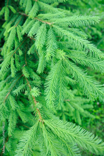New Spruce Branches Close-Up