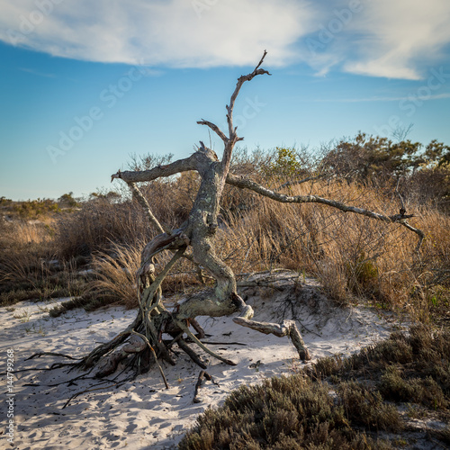 Old gnarled dead tree on the beach
