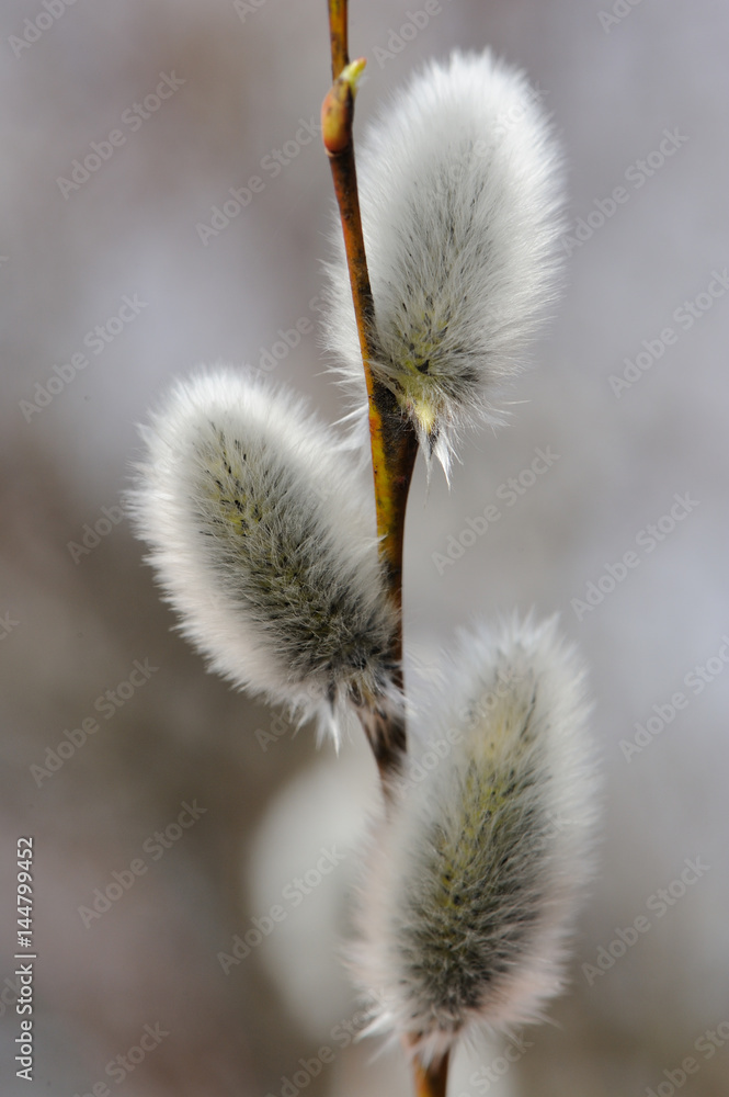 Obraz premium Beautiful Fluffy Catkins