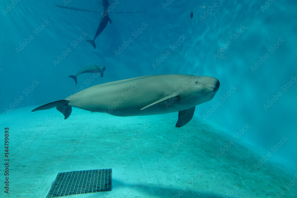 Obraz premium スナメリ