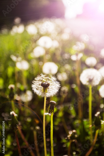 Spring flowers beautiful dandelions in green grass photo