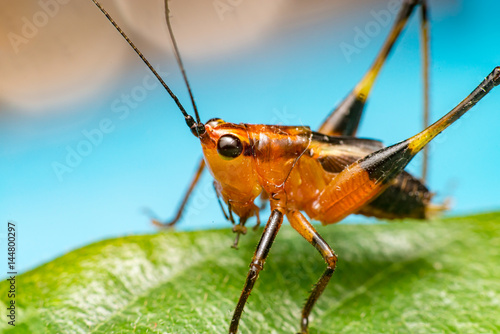 Orange, black bush-crickets or katydids (Arthropoda: Insecta: Coleoptera: Dryophthoridae: Conocephalus melanus)  photo