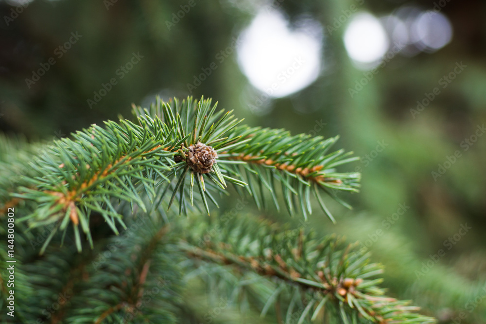 The branches of Christmas tree and little cone. Christmas and New Year's background. Macro shot The branches of Christmas tree and little cone. Christmas and New Year's background. Macro shot