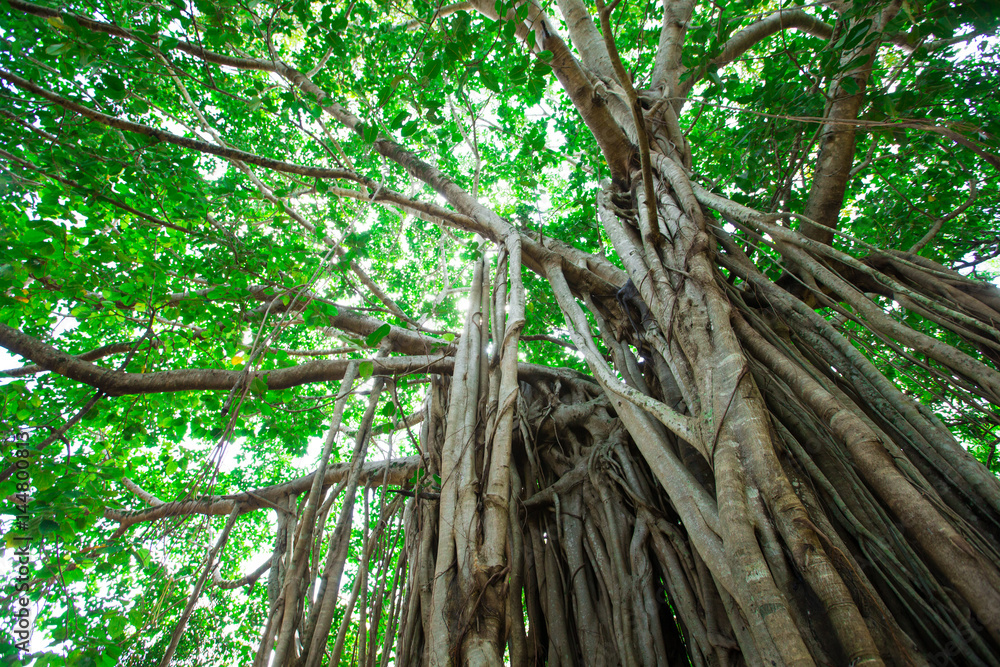 Green tree with branches and leaves Green tree with branches and leaves
