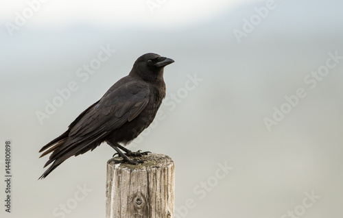 American Crow (Corvus brachyrhynchos) sitting on a fence post with a soft gray background