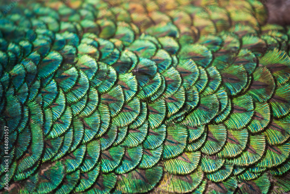 Naklejka premium Colorful patterns and beauty of peacock feathers.