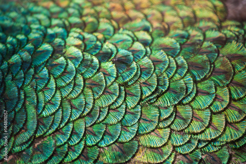 Fototapeta Naklejka Na Ścianę i Meble -  Colorful patterns and beauty of peacock feathers.