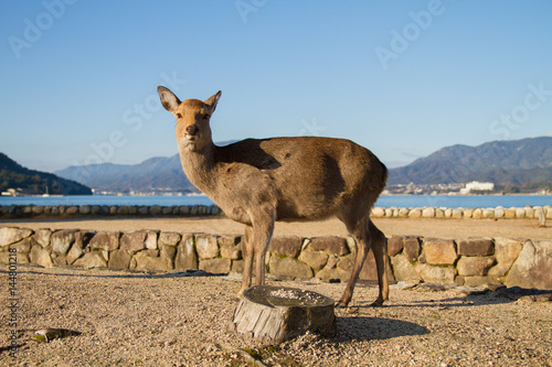 宮島の海辺に立つ鹿