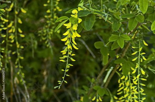 Yellow acacia tree or Caragana arborescens branch with green leaves and yellow bloom flower, Sofia, Bulgaria  photo