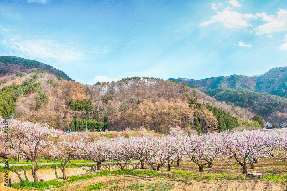 Sakura,Cherry blossom festival at Park, Nagano,Japan.