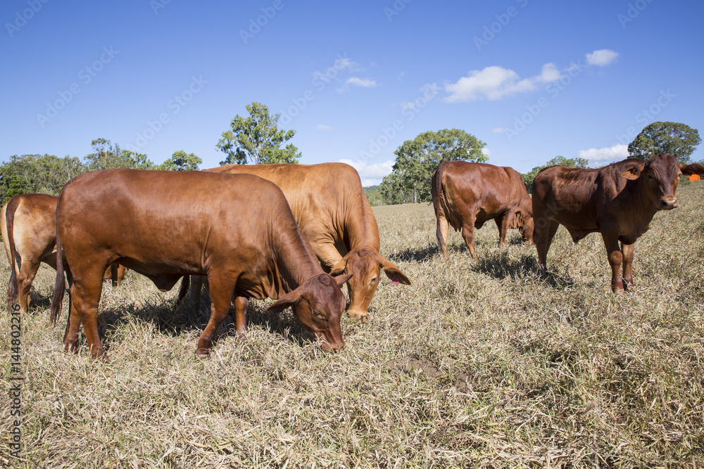 Herd of grazing Droughtmaster cattle on a beef cattle property on the Atherton Tableland, North Queensland.