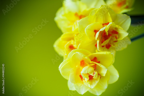 Fototapeta Naklejka Na Ścianę i Meble -  Bouquet of yellow daffodils