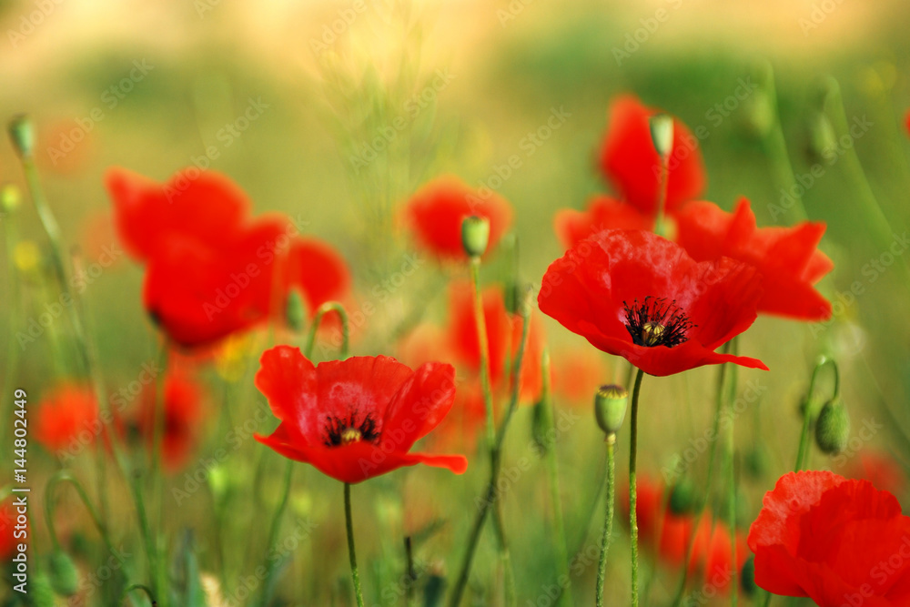 Red poppy