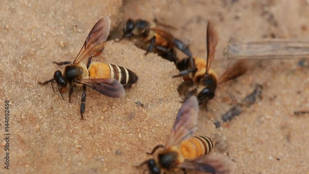 The nature of Large bees suck on ground minerals. The nature of Large bees suck on ground minerals.