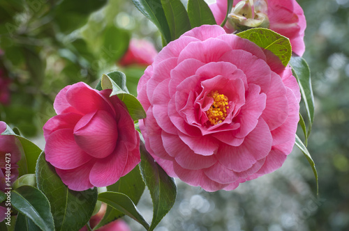 Stampa su tela Pink Camellia flowers on tree/Closeup of vivid pink camellia flowers and bud on