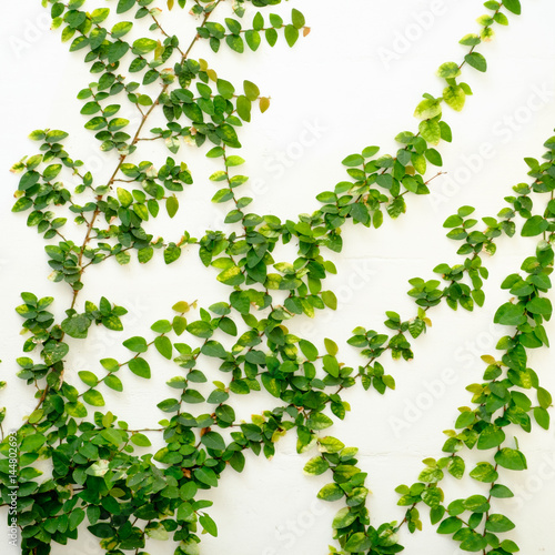 Wallpaper Mural white wall with ivy plant Torontodigital.ca