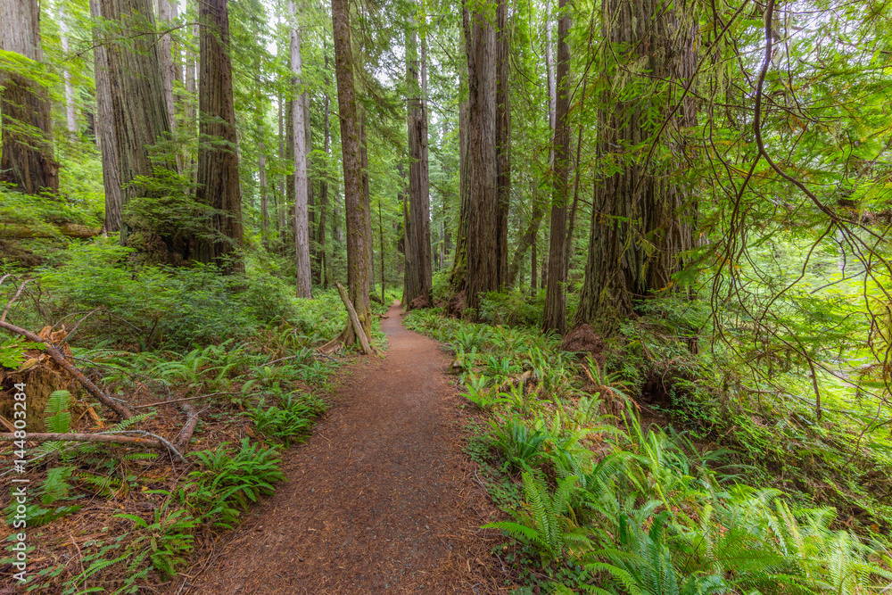 Fototapeta premium Old-growth sequoias in the fairy green forest. A path in the redwood forest. Redwood national and state parks. California, USA