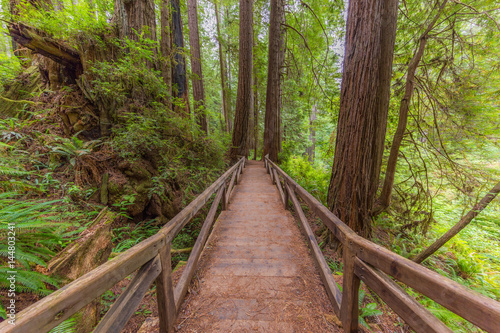 Wooden bridge in the fairy green forest. Large trees were overgrown with moss and fern. Redwood national and state parks. California  USA