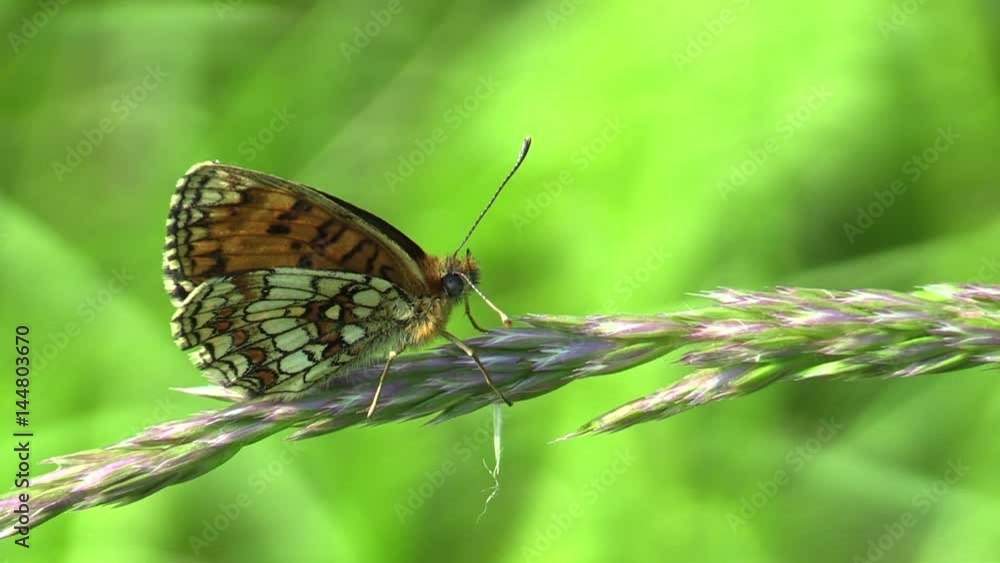 Wild Heath Fritillary (Melitaea athalia), the biosphere reservation Bile Karpaty (White Carpathians), South Moravia, Czech Republic, Europe Wild Heath Fritillary (Melitaea athalia), the biosphere reservation Bile Karpaty (White Carpathians), South Moravia, Czech Republic, Europe