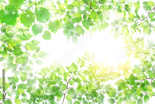新緑　葉　春　背景 