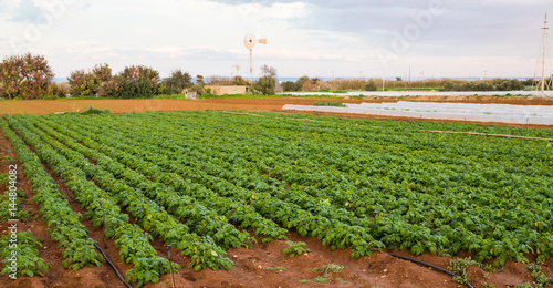 Cultivated field: fresh green plant bed rows.