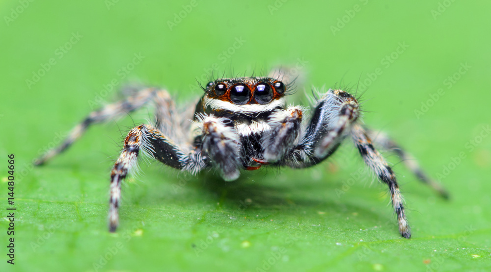 Beautiful Spider on green leaf, Jumping Spider in Thailand, Menemerus bivittatus Beautiful Spider on green leaf, Jumping Spider in Thailand, Menemerus bivittatus
