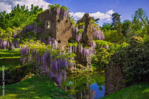 Il romantico giardino di Ninfa a Latina in Lazio. Pianta di glicine fioritura sulle rovine della torre. photo