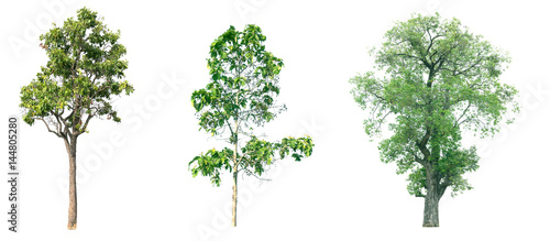 Isolated tree on white background. © Toson