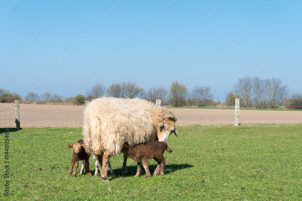 Lämmer säugend beim Mutterschaf Lämmer säugend beim Mutterschaf