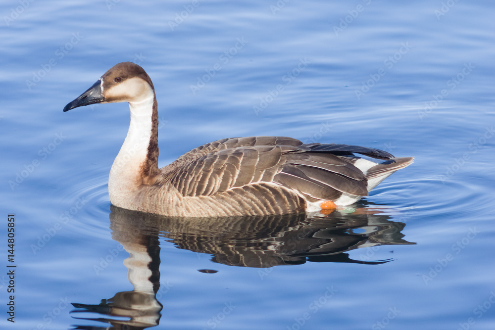 Greater white-fronted goose Anser albifrons swimming in pond close-up portrait with reflection, selective focus, shallow DOF