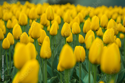 Bright tulips in a soft focus, spring flowers close-up in the garden. Bright yellow tulip flowers. photo