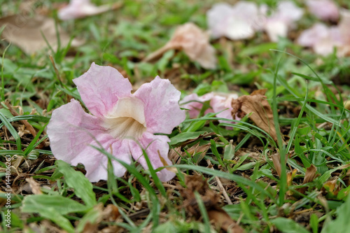 Pink flower, Tabebuia rosea on grass.