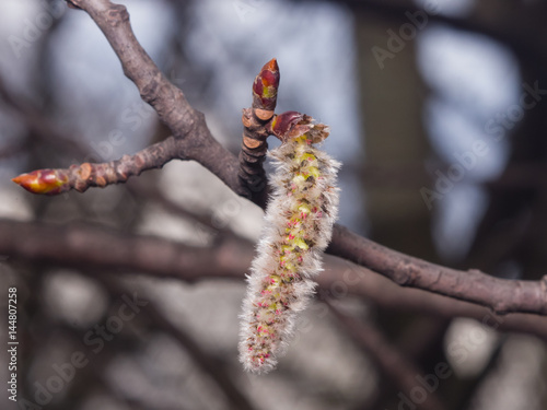 Aspen catkins on branch with bokeh background macro, selective focus, shallow DOF