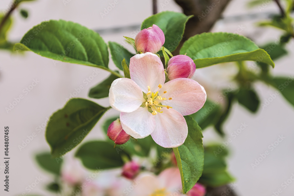 Obraz premium fiore e boccioli di melo