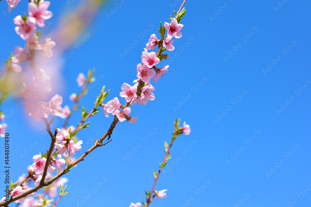 Tender and pretty branch of a blossoming pink peach in a magic garden on a beautiful blue sky Tender and pretty branch of a blossoming pink peach in a magic garden on a beautiful blue sky