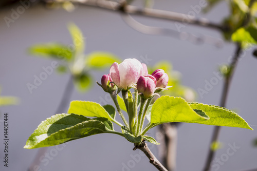 fiore e boccioli di melo1