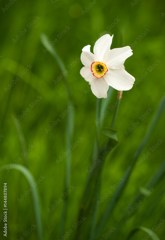 White daffodil with yellow trumpet. White daffodil on the green background. Selective focus.White blossoming narcissus. White daffodil with yellow trumpet. White daffodil on the green background. Selective focus.White blossoming narcissus.