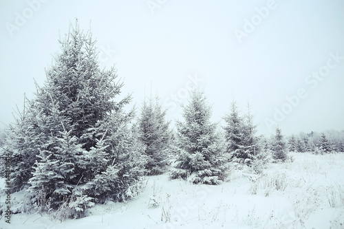 Christmas landscape with young fir trees and snow in a field © kichigin19