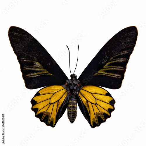 Butterfly stuff isolated on white background : Golden birdwing (Troides aeacus) photo