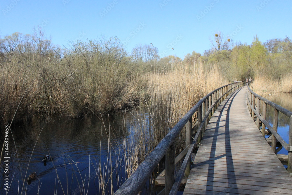 Ein Rad- und Wanderweg führt durch das Kameruner Moor in Waren an der Müritz Ein Rad- und Wanderweg führt durch das Kameruner Moor in Waren an der Müritz