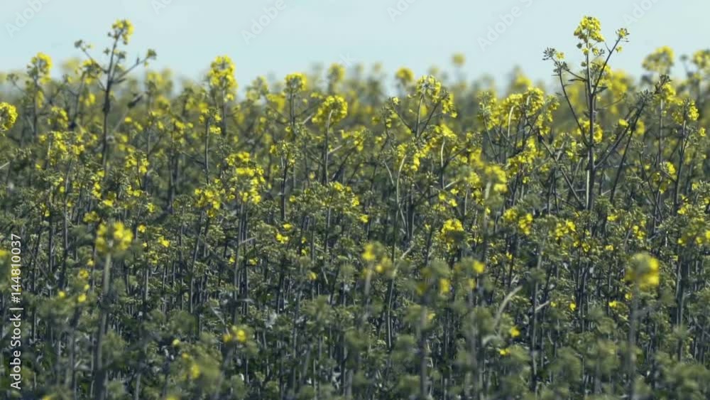 Canola field in slow motion