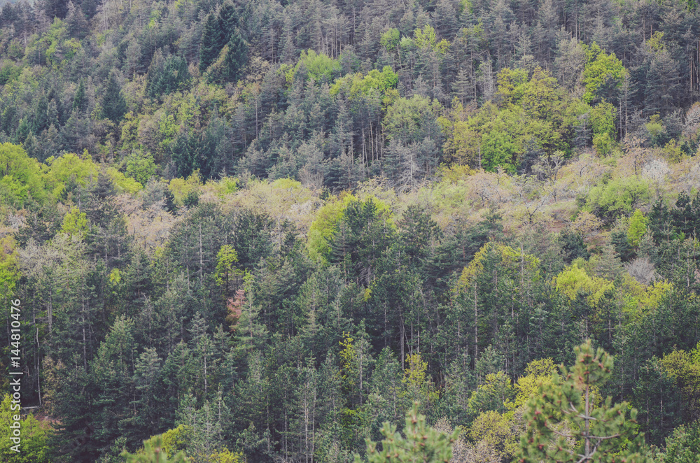 Mountain Pine Tree Forest Background Mountain Pine Tree Forest Background