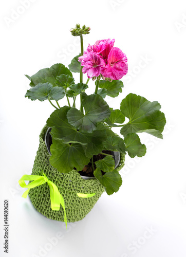 Fototapeta Naklejka Na Ścianę i Meble -  pelargonium in flower pot isolated on white