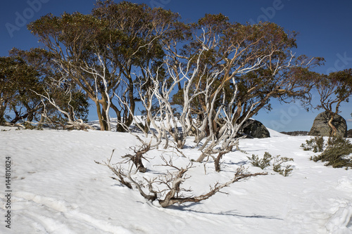 Weathered Snow Gums (Eucalyptus pauciflora) at Charlotte Pass, New South Wales. photo