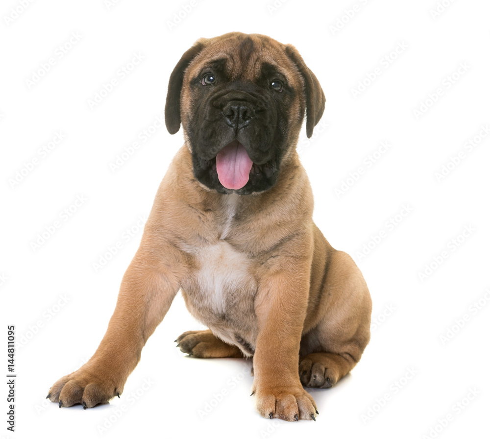 puppy bull mastiff