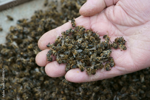 beekeeper holding a dead bees. Pesticides. the varroa mite.