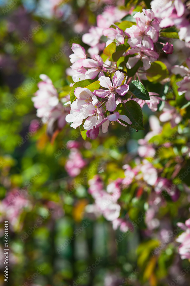 Blooming pink apple tree against the blue sky Blooming pink apple tree against the blue sky