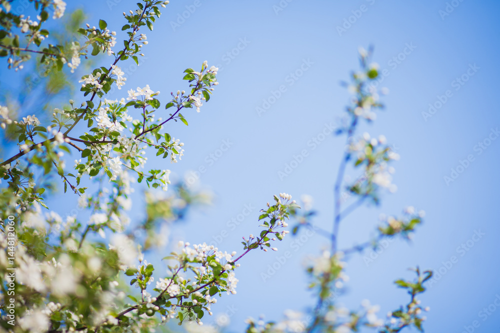 branch of a blossoming spring bird cherry against the blue sky branch of a blossoming spring bird cherry against the blue sky