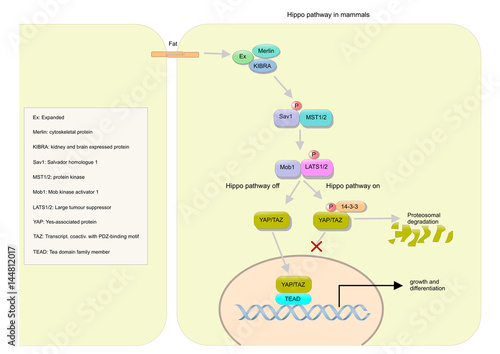 hippo signaling pathway in mammals